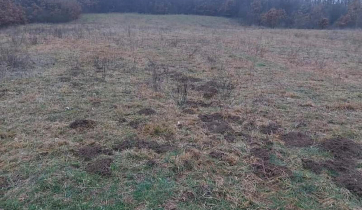 viber_slika_2025-06-25_12-07-05-662